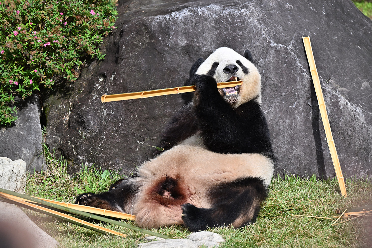 今日のパンダ（3998日目）