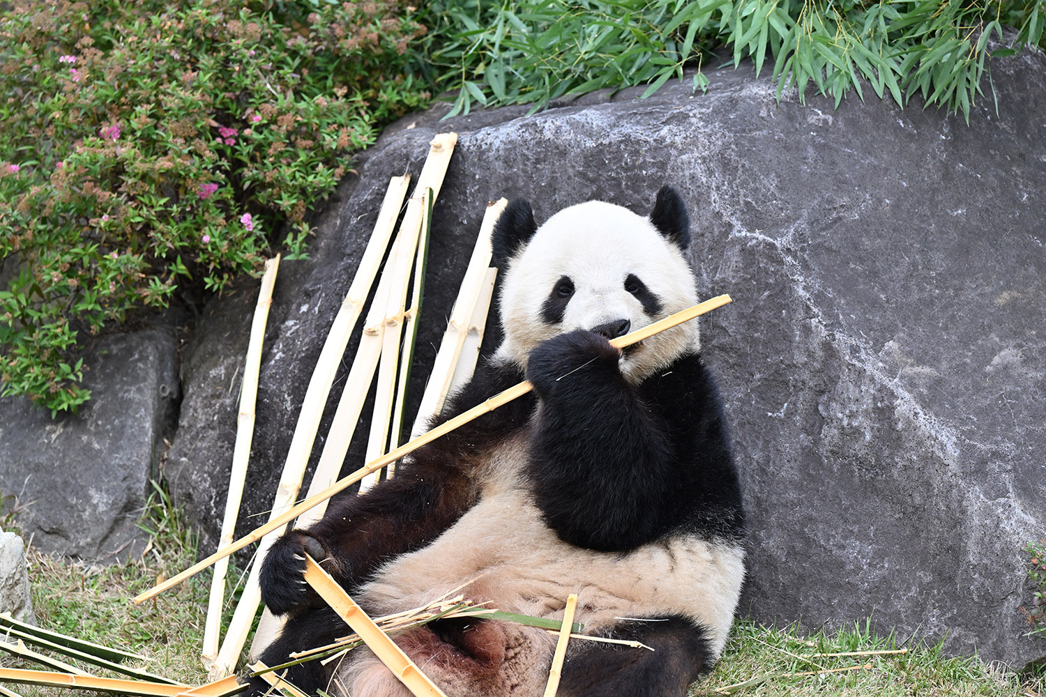 今日のパンダ（4013日目）