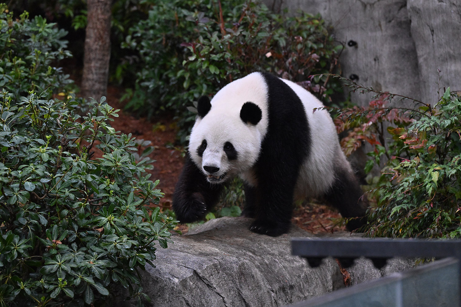 今日のパンダ（4039日目）