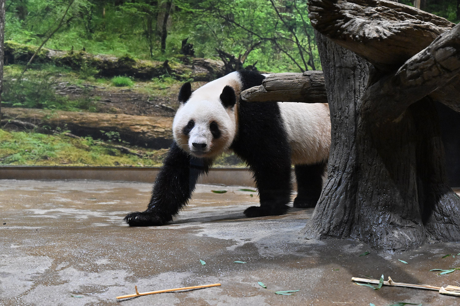 今日のパンダ（4039日目）