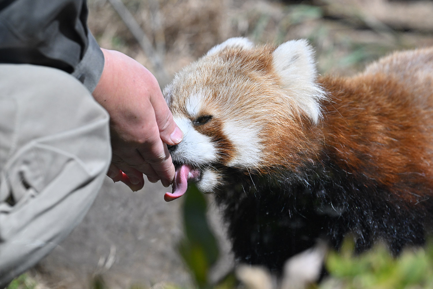 今日のレッサーパンダ（20日目）
