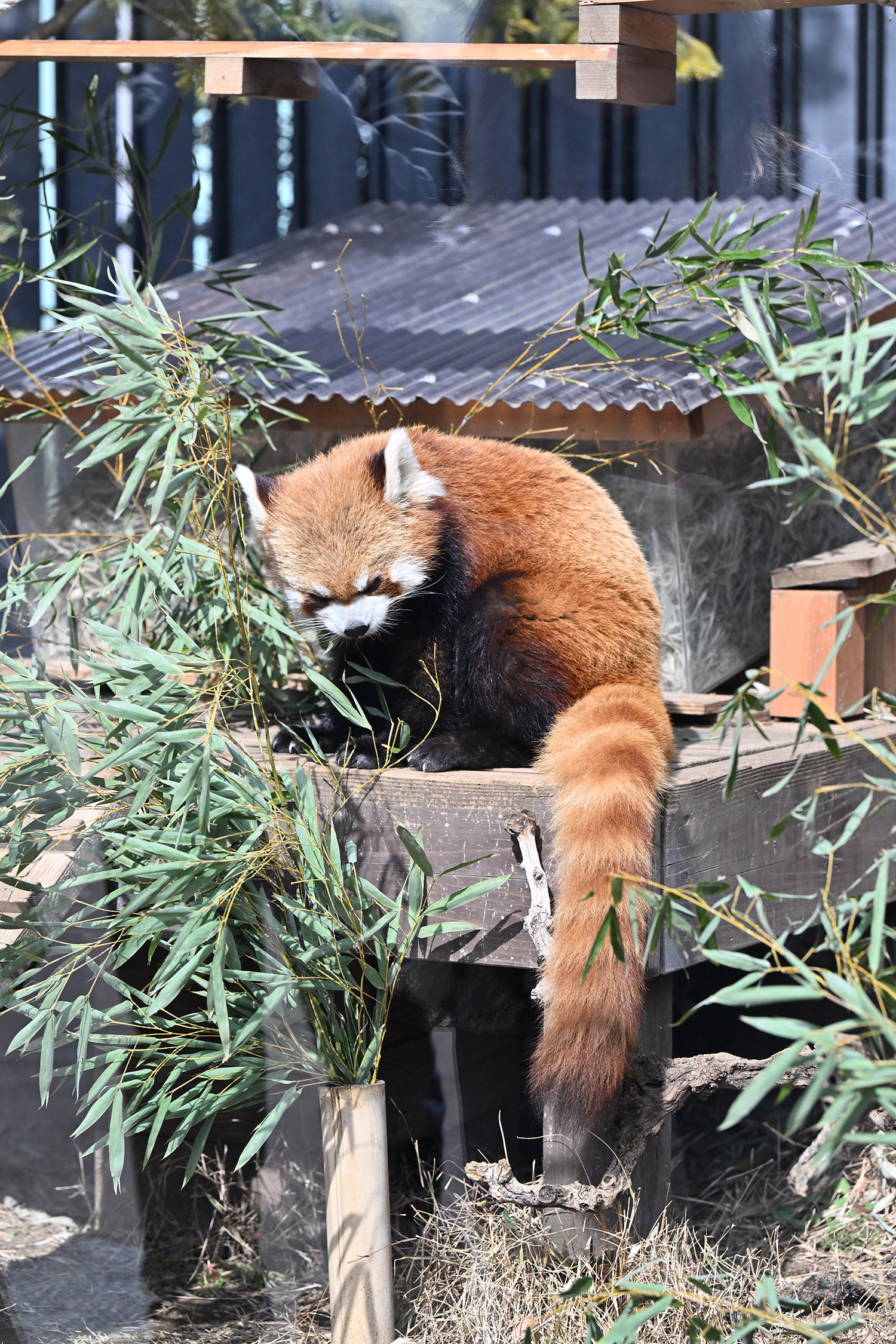 今日のレッサーパンダ（21日目）