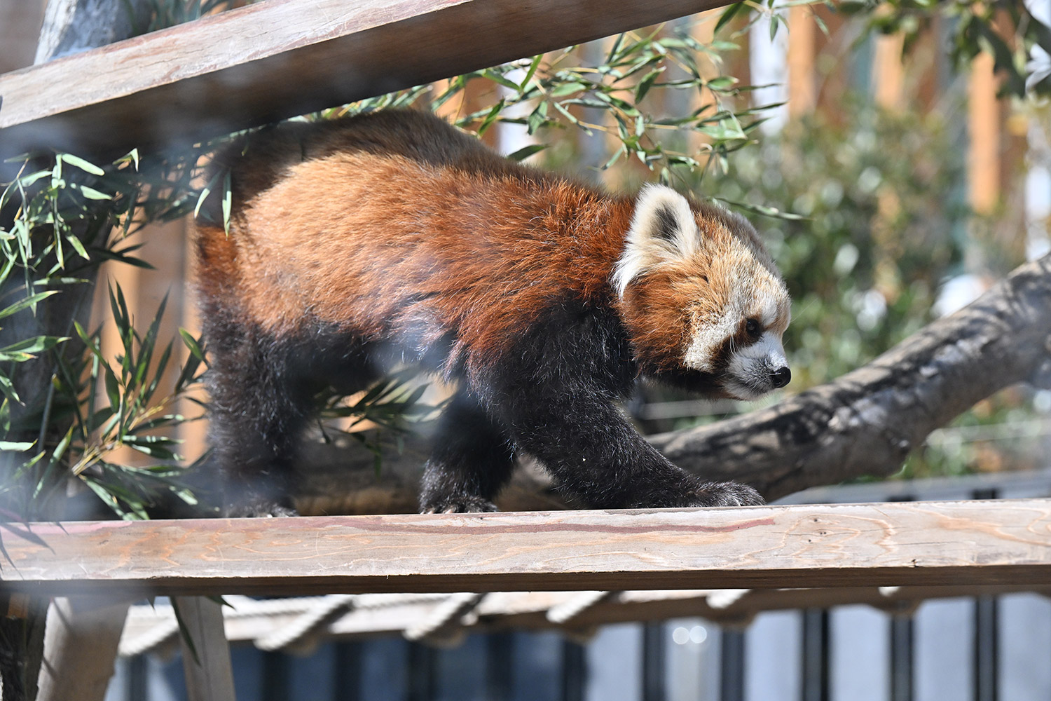 今日のレッサーパンダ（21日目）