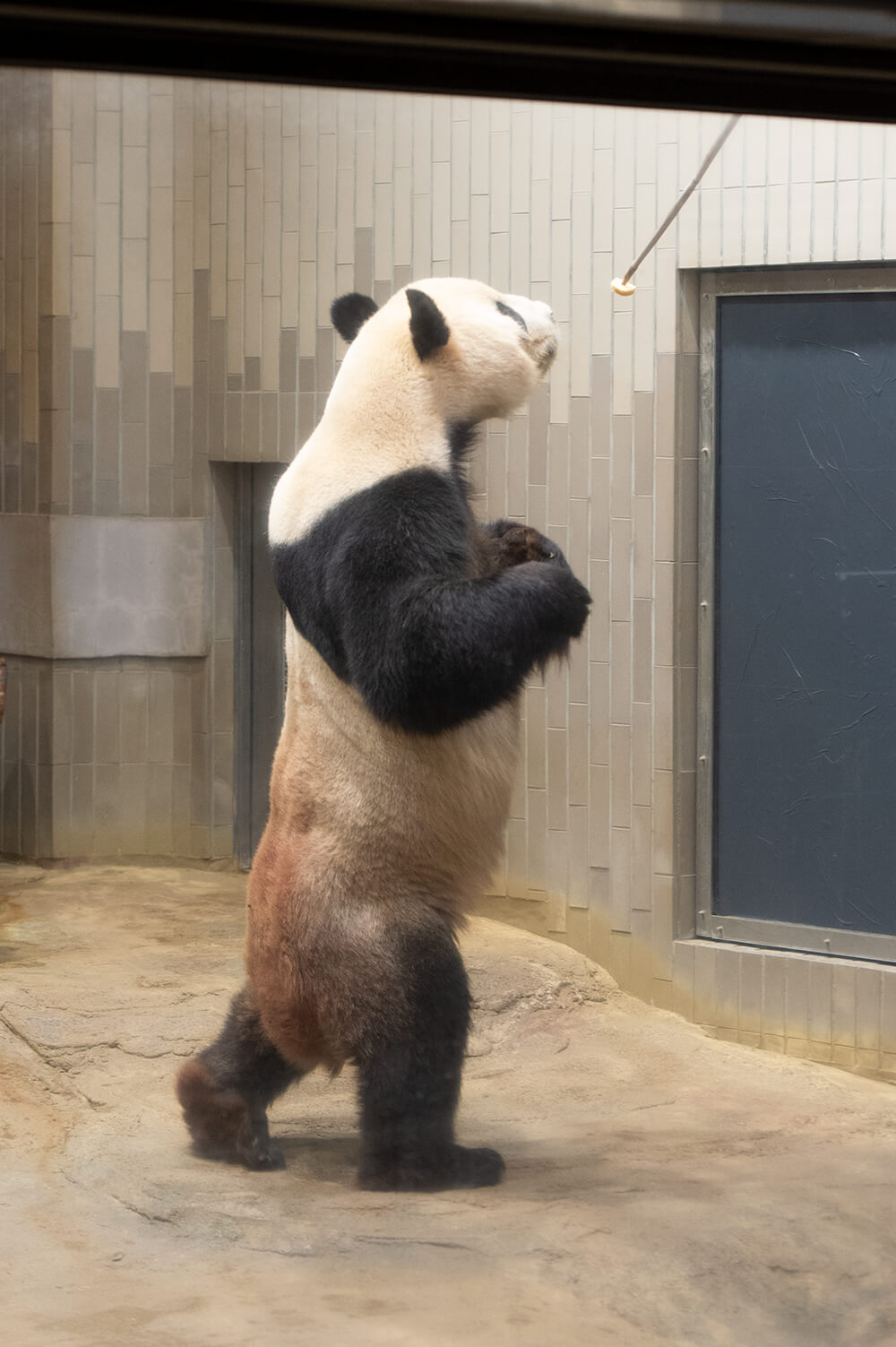 今日のパンダ（臨時休園）