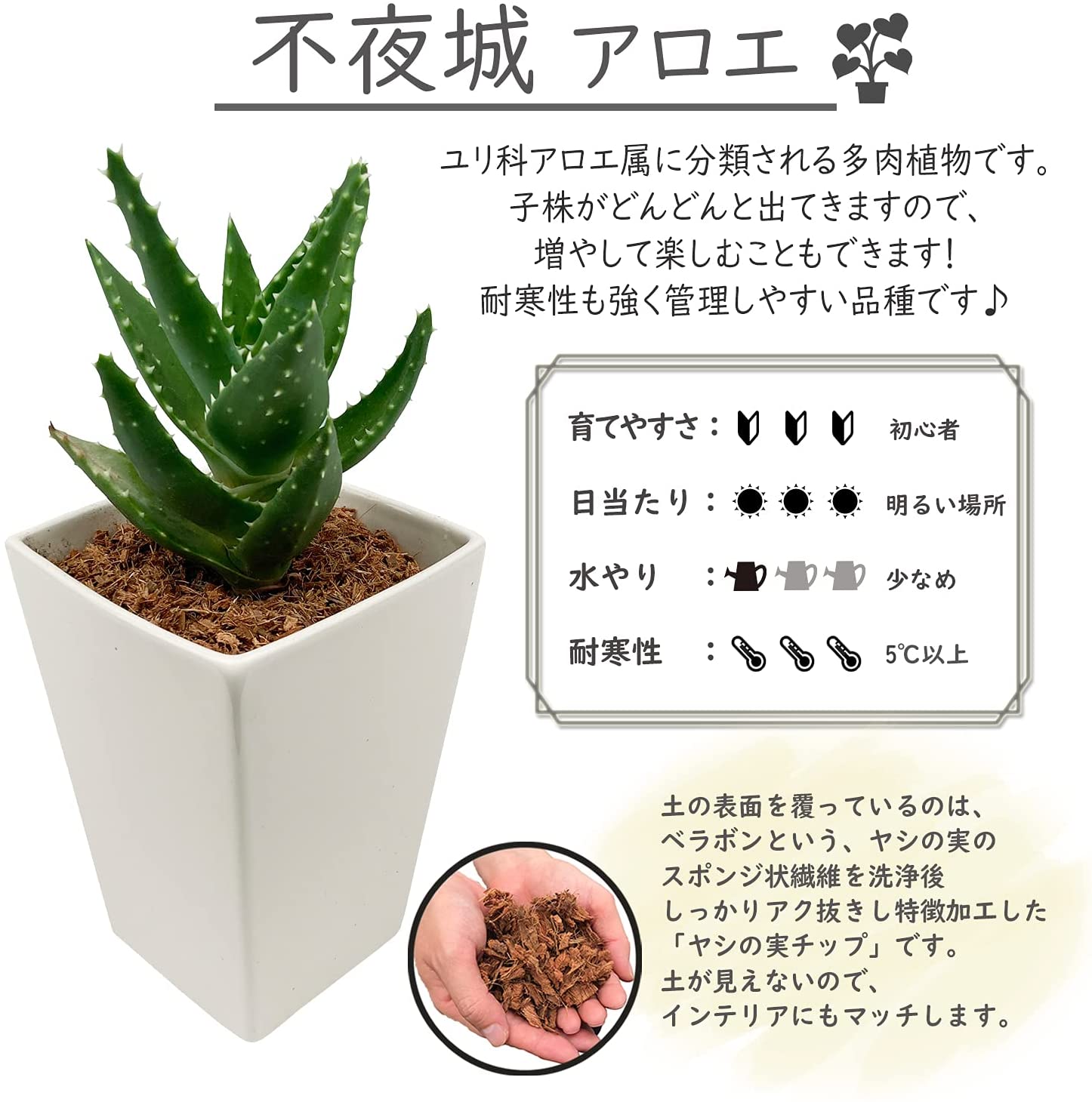 アロエ 不夜城 多肉植物 ロゼット インテリアミニ観葉植物 アロエ