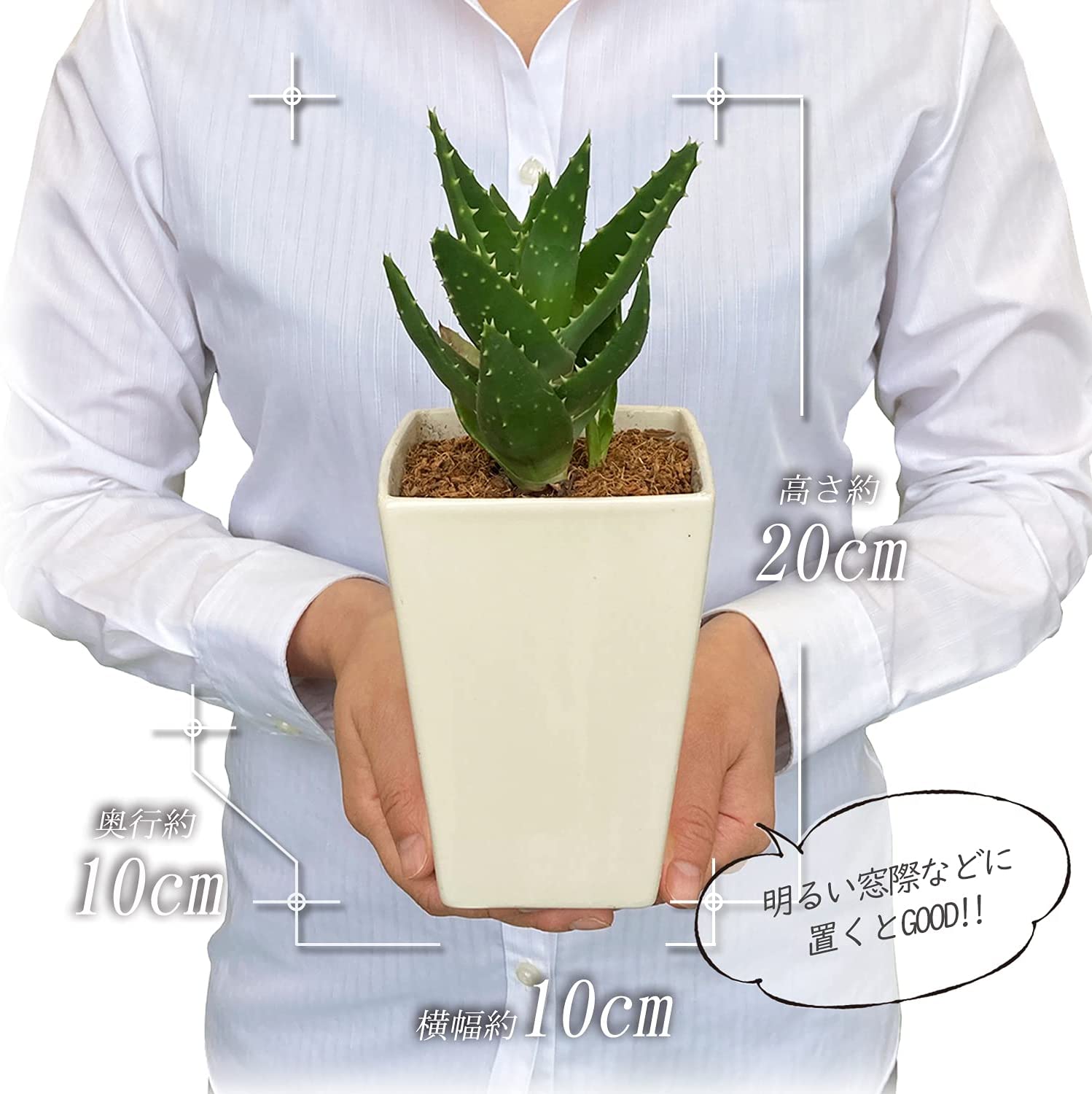 アロエ 不夜城 多肉植物 ロゼット インテリアミニ観葉植物 アロエ