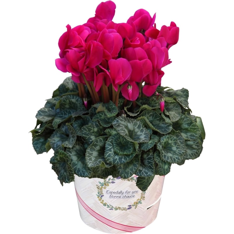 シクラメン ギフト プレゼント 花 鉢植え 鉢花 誕生日 6号鉢 ピンク