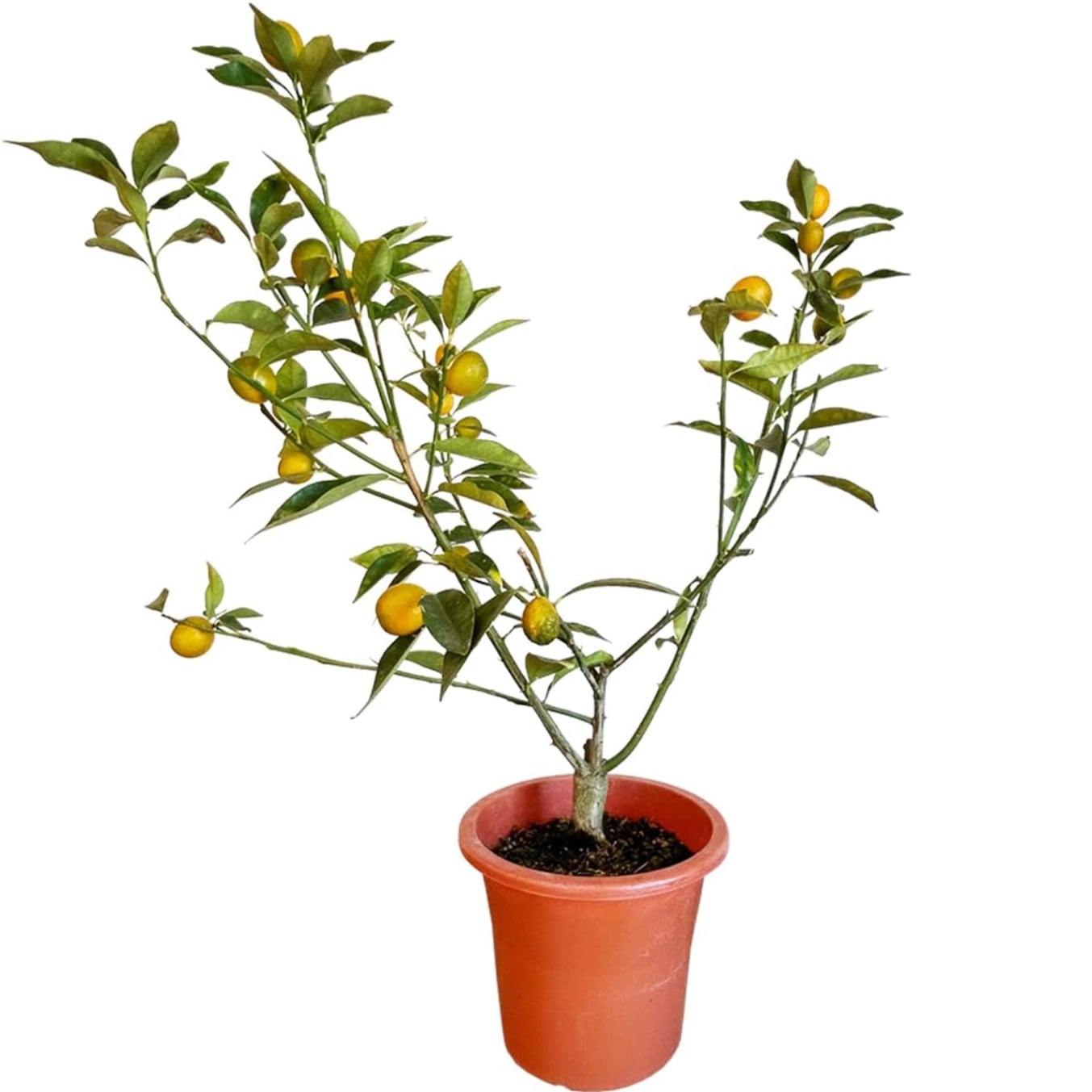 金柑鉢植 ニンポウ 金柑の木 きんかん鉢植 きんかんの木 キンカンの木