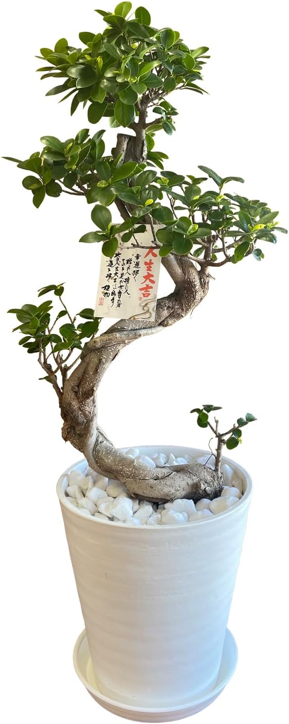 ガジュマル 昇り龍 観葉植物 本物 がじゅまる ガジュマル鉢植え 観葉