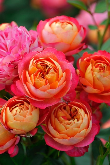 バラ苗【中苗】ソレイユロマンティカ 国産苗 6号鉢植え品［農林水産省