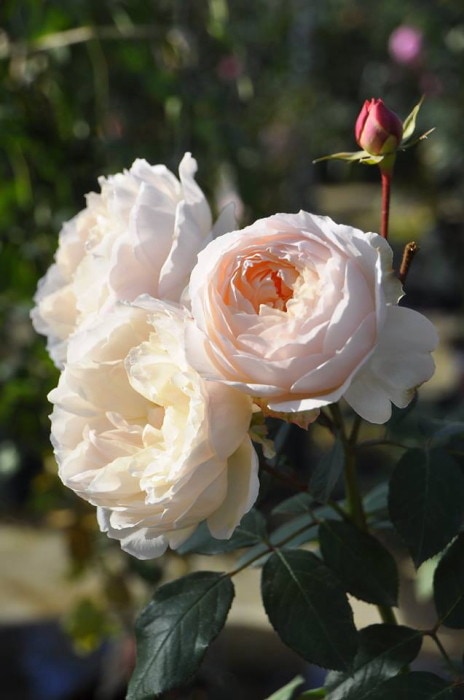 冬季大苗】バラ苗 ステファニーグッテンベルク 国産苗 6号鉢植え品