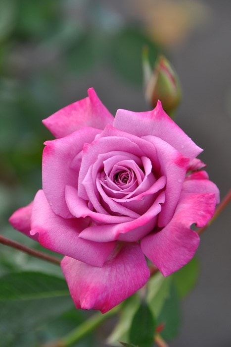 大苗】バラ苗 パープルレイン 国産苗 6号鉢植え品《J-HT20》 | すべて