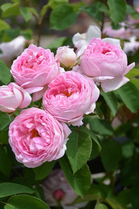 冬季大苗】バラ苗 コンスタンススプライ 輸入苗 7号鉢植え品［契約品種