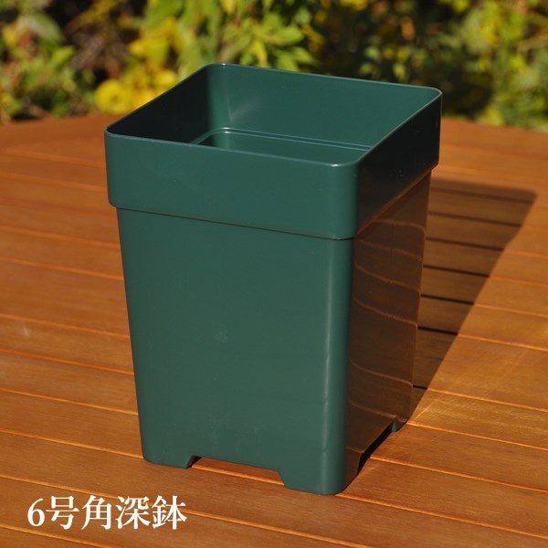 6角】プレミアローズセレクション【6号角深鉢】ロサオリエンティス