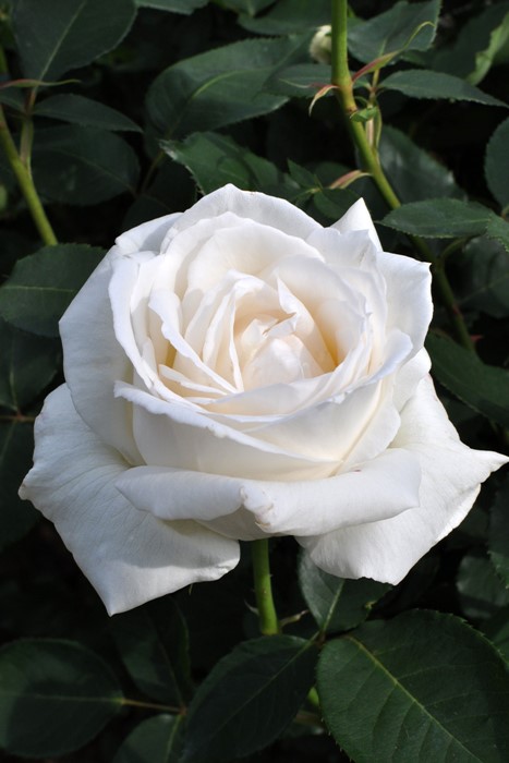 バラ苗【中苗】ホワイトクリスマス 国産苗 6号鉢植え品《J-HT10