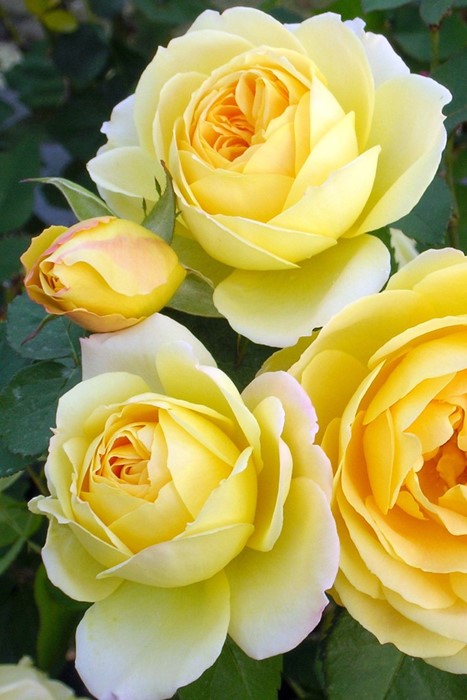 冬季大苗】バラ苗 カスクドール 国産苗 6号鉢植え品［契約品種］《Han