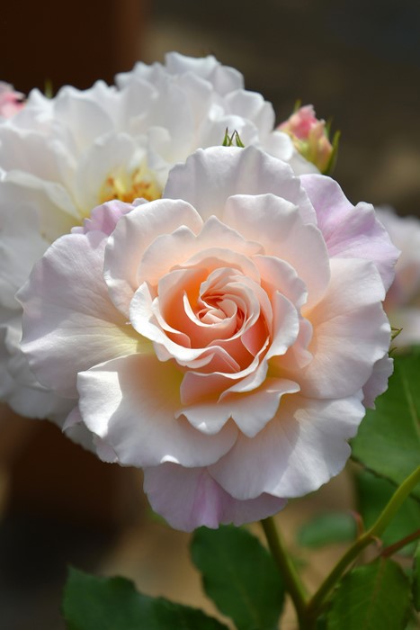 バラ苗【中苗】シュシュ 国産苗 6号鉢植え品［契約品種］《Kb-KBO