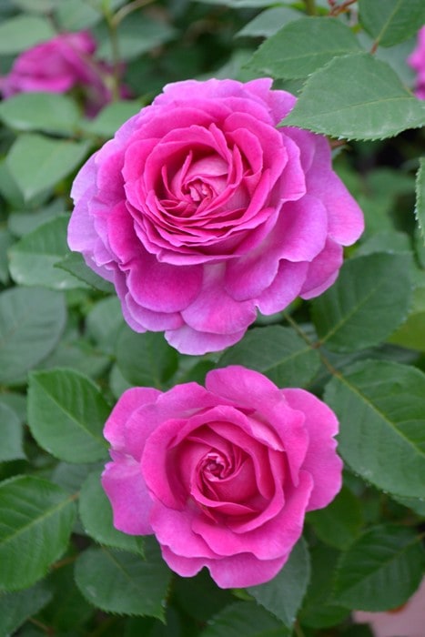 バラ苗【中苗】フォーランマリア 国産苗 6号鉢植え品［農林水産省 品種