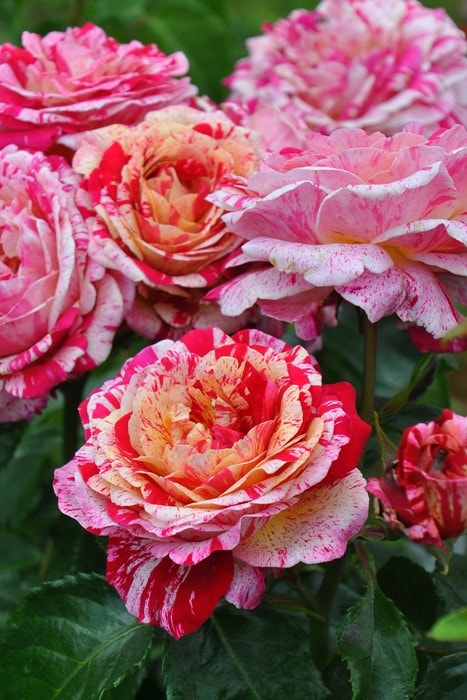 バラ苗【中苗】トイトイトイ! 国産苗 6号鉢植え品［農林水産省 登録