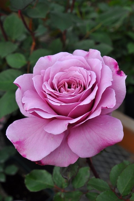 冬季大苗】バラ苗 プラムグレイ 国産苗 6号鉢植え品［契約品種］《KMG