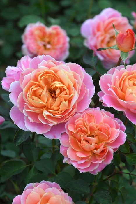 バラ苗【中苗】タペストリー 国産苗 6号鉢植え品［農林水産省 品種登録