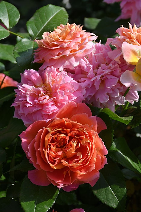 バラ苗【中苗】ジャズ 国産苗 6号鉢植え品［農林水産省 品種登録出願中