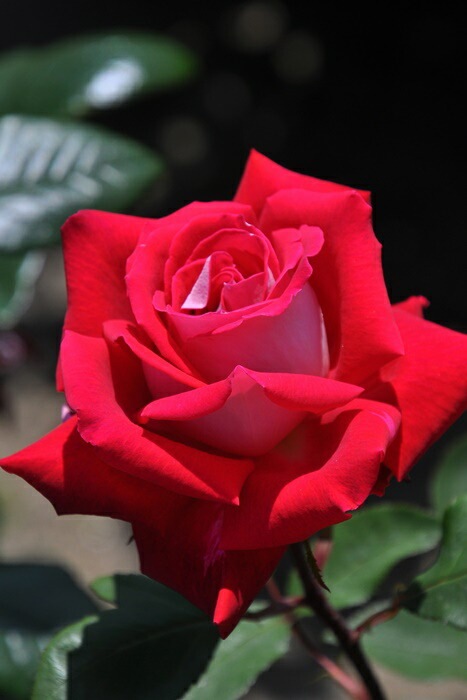 バラ苗【中苗】ラブ 国産苗 6号鉢植え品《J-HT20》 | すべての商品