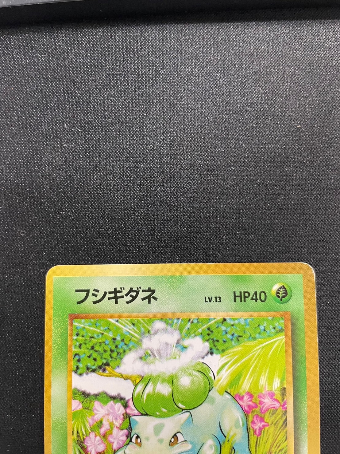 旧裏】【初版】フシギダネLV.13【状態C】