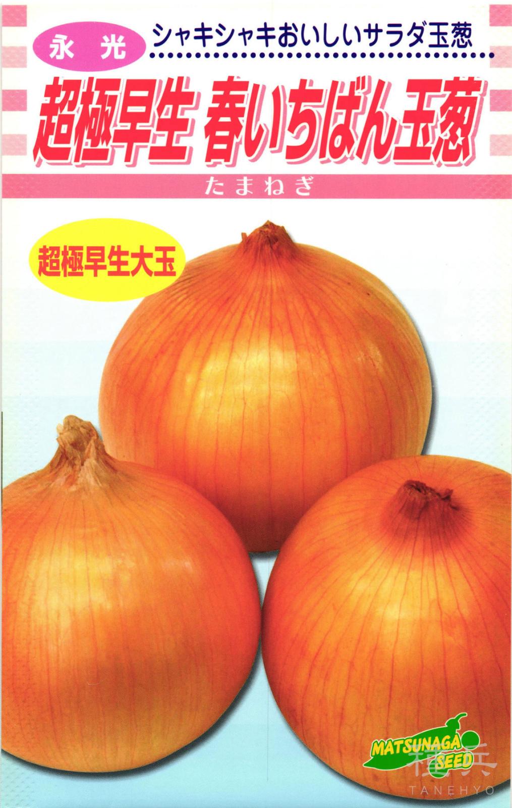 超極早生タマネギ 種 『春いちばん』 松永種苗 | たね,根菜の種