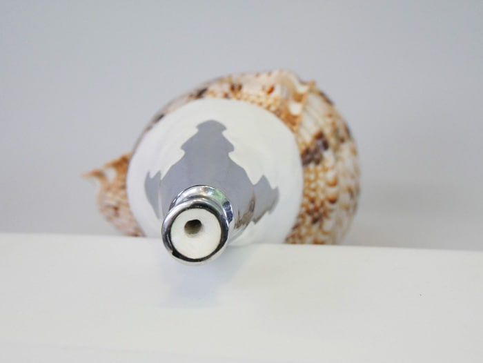 法螺貝・歌口付 サイズ35cm-37cm 真言タイプ | 鳴り物,法螺貝 通販なら