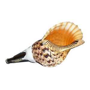 法螺貝・歌口付 サイズ44cm-46cm 天台タイプ | 鳴り物,法螺貝 通販なら