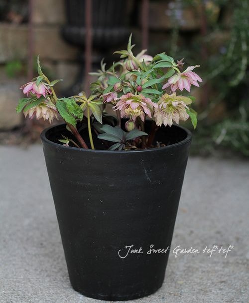 クリスマスローズ　小輪　可愛い　６寸 helleborus ブラック 小輪 底赤 #helleborus #クリスマスローズ #広瀬園芸