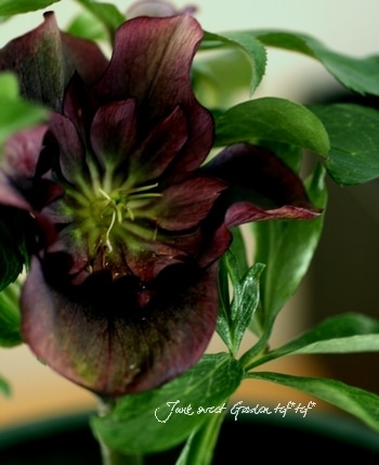 16日まで　クリスマスローズ　ダーク系　セミダブル　７寸　お値下げ可能 16日まで クリスマスローズ ダーク系 セミダブル 7寸 お値下げ可能