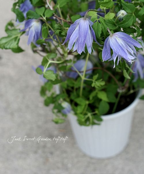 クレマチス　苗　マクロペタラウェッセルトン　アトラゲネ系　宿根草 楽天市場】クレマチス マクロペタラ 'ウェッセルトン' 開花鉢 : お