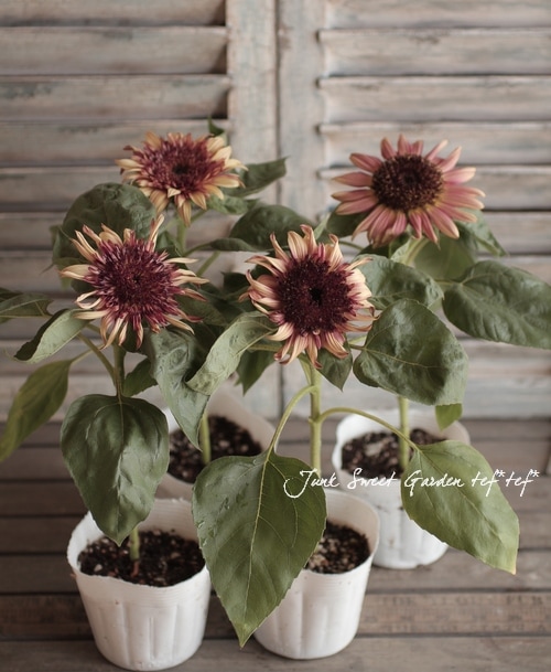 ひまわり i>Helianthus annuus</i><BR><BR>アンティークカラー<BR>夏と言えば