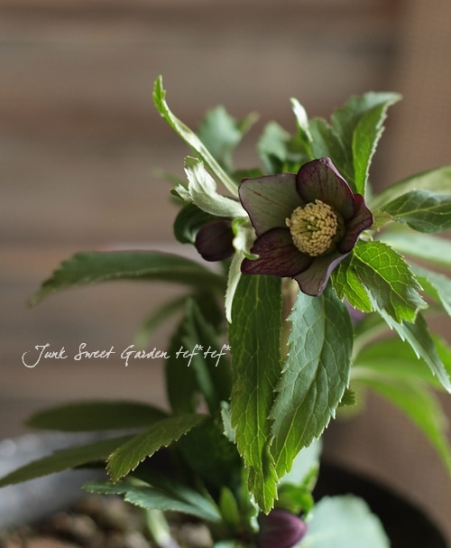 ★クリスマスローズ原種クロアチカス開花株現品★ 楽天市場】原種系クリスマスローズ クロアチカス 4.5号 : フラワー