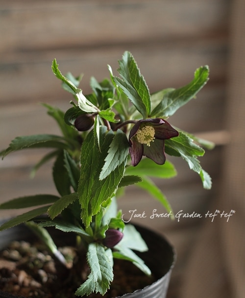 クリスマスローズ　原種　クロアチクス② クリスマスローズの原種（H.クロアチクス）｜園芸日記by野々口稔