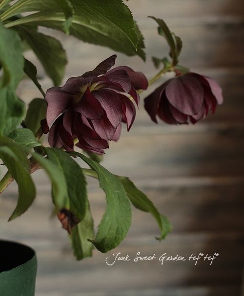 ☆クリスマスローズ☆ダブル　ブラック☆6号鉢☆ 園芸ネット本店｜杉光園芸さんのクリスマスローズ：ダブルブラック24