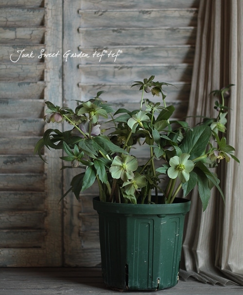 クリスマスローズ 原種 6株セット 楽天市場】クリスマスローズ HGC ピンクフロスト 5号サイズ 花芽付 5号