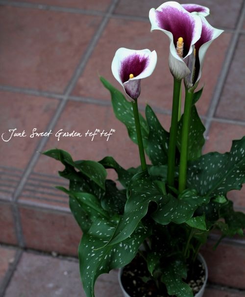 ピカソ　リトグラフ　花 Amazon.co.jp: 花のブーケ (Le Bouquet De Fleurs) - パブロ・ピカソ作