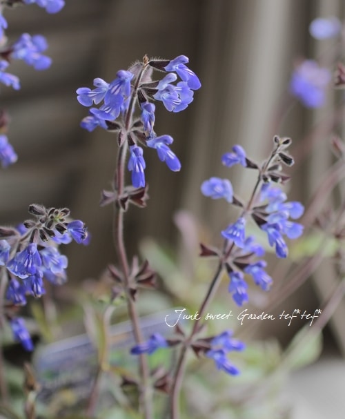 銅葉のサルビア・シナロエンシス 『コスミックブルー』 | すべての商品