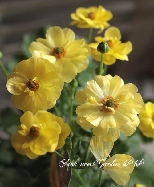 綾園芸さん育種】 ラナンキュラス ラックスシリーズ『ピュタロス