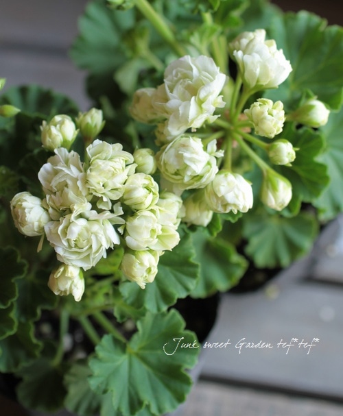 八重咲きゼラニウム 『グリーンブーケ』 | すべての商品 | | Junk