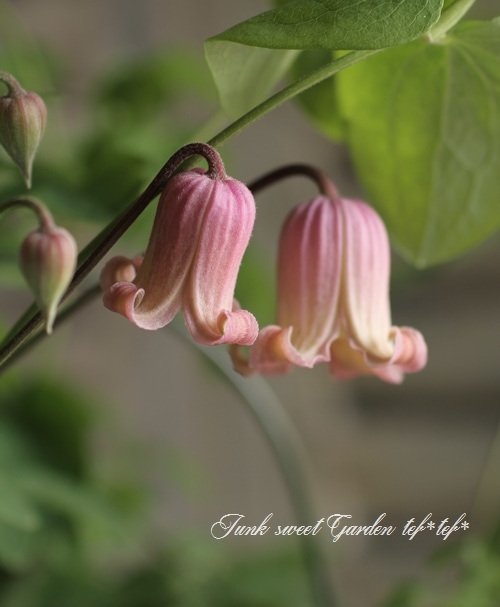 壺型クレマチス・ヴィオルナ系 『ソネット』 | すべての商品 | | Junk