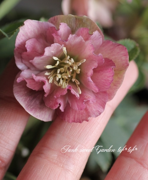 ば*な様 クリスマスローズ 開花株 充実大株 dd ピンク静　蕾いっぱい 5.5 クリスマスローズ開花株 DDカップ咲きリバーシブルピンクミスト 059