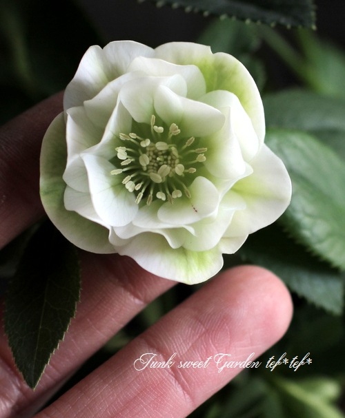 い*さ様 クリスマスローズ　花芽あり クリスマスローズ開花株 SS両面絞り咲きゴールド 110 現品限り : 金井