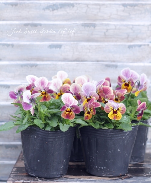 ビオラ 『ローズタイガー』 | すべての商品 | | Junk sweet Garden tef