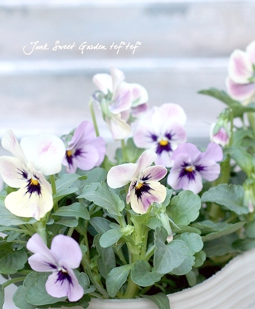 ビオラ・ももかシリーズ 『みやび』 | すべての商品 | | Junk sweet