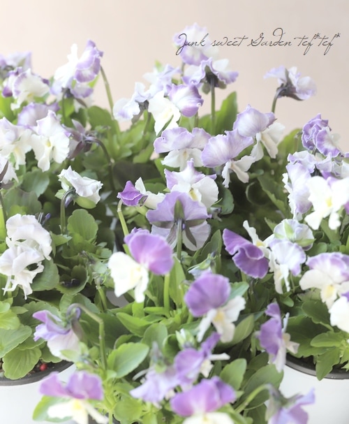 ◇ぞうさんビオラ 『ホワイト～ブルー系』 | すべての商品 | | Junk