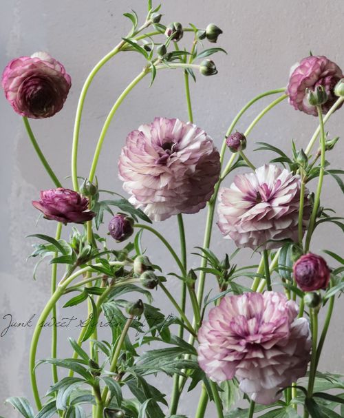 綾園芸さんのラナンキュラス ラックスシリーズ 『アイオリア